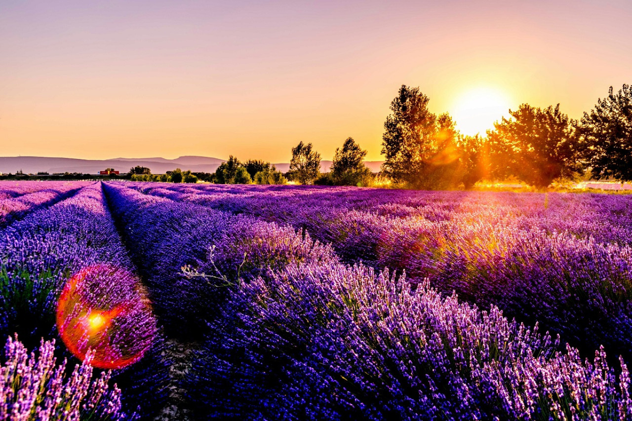 La lavanda tiene grandes beneficios para la salud. Foto: Unsplash.