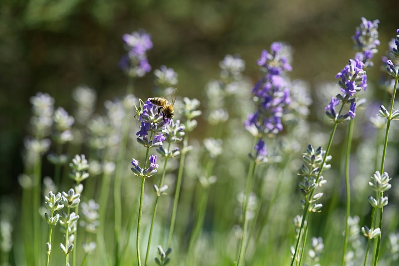 La lavanda mantiene alejado a los insectos. Foto: Unsplash.