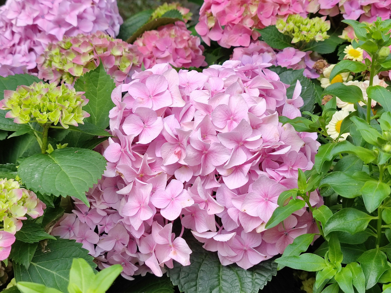 Flores, hortensias. Foto Freepik