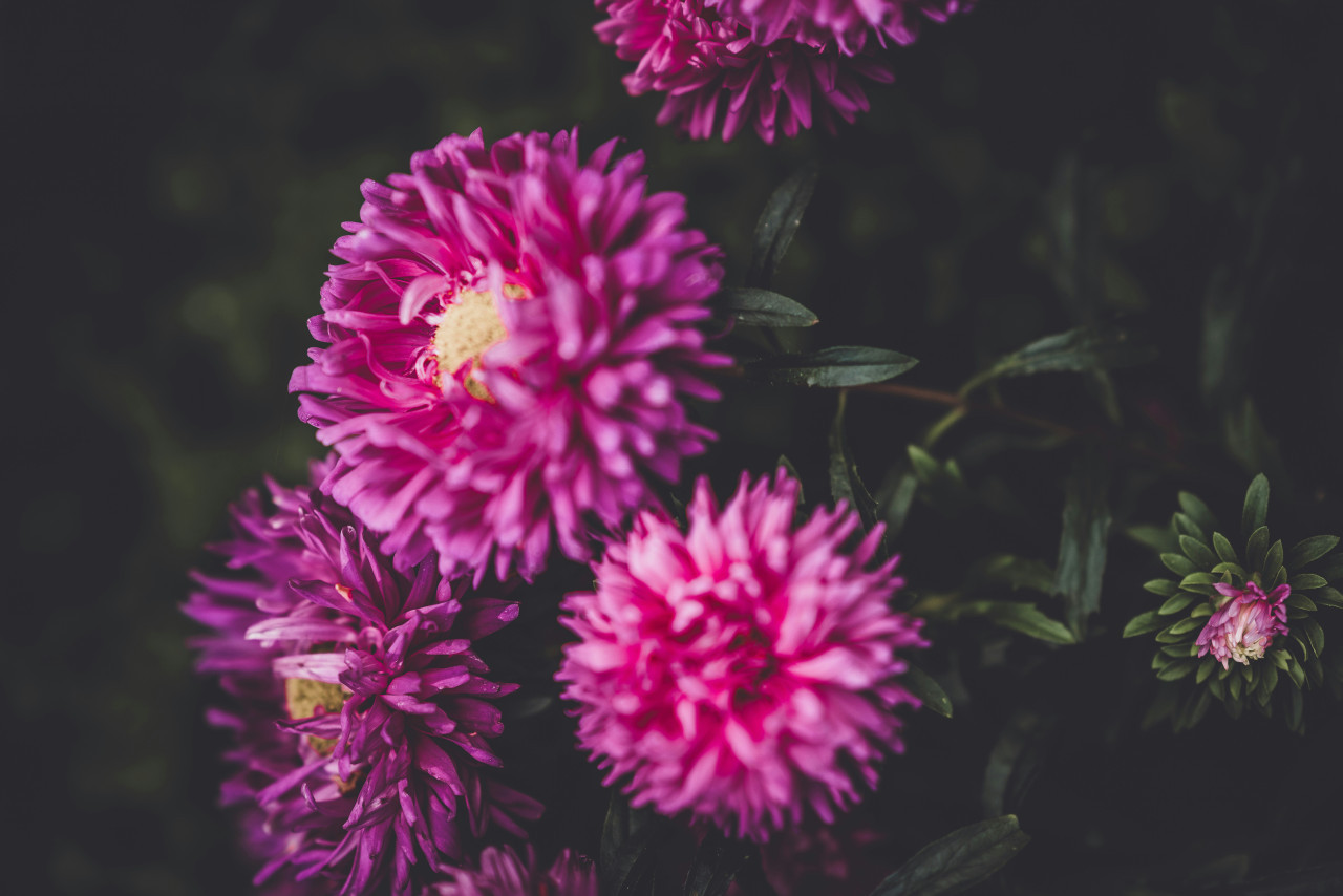 Flor Dahlia. Foto Unsplash