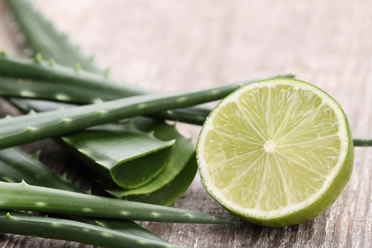 Aloe vera. Foto: Unsplash