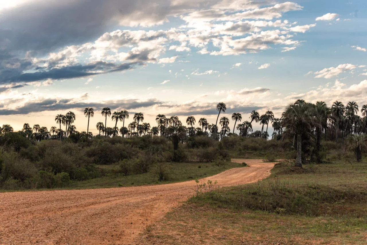 El Parque Nacional El Palmar es una de las pocas reservas en el mundo de la especia Yatay. Foto: NA.