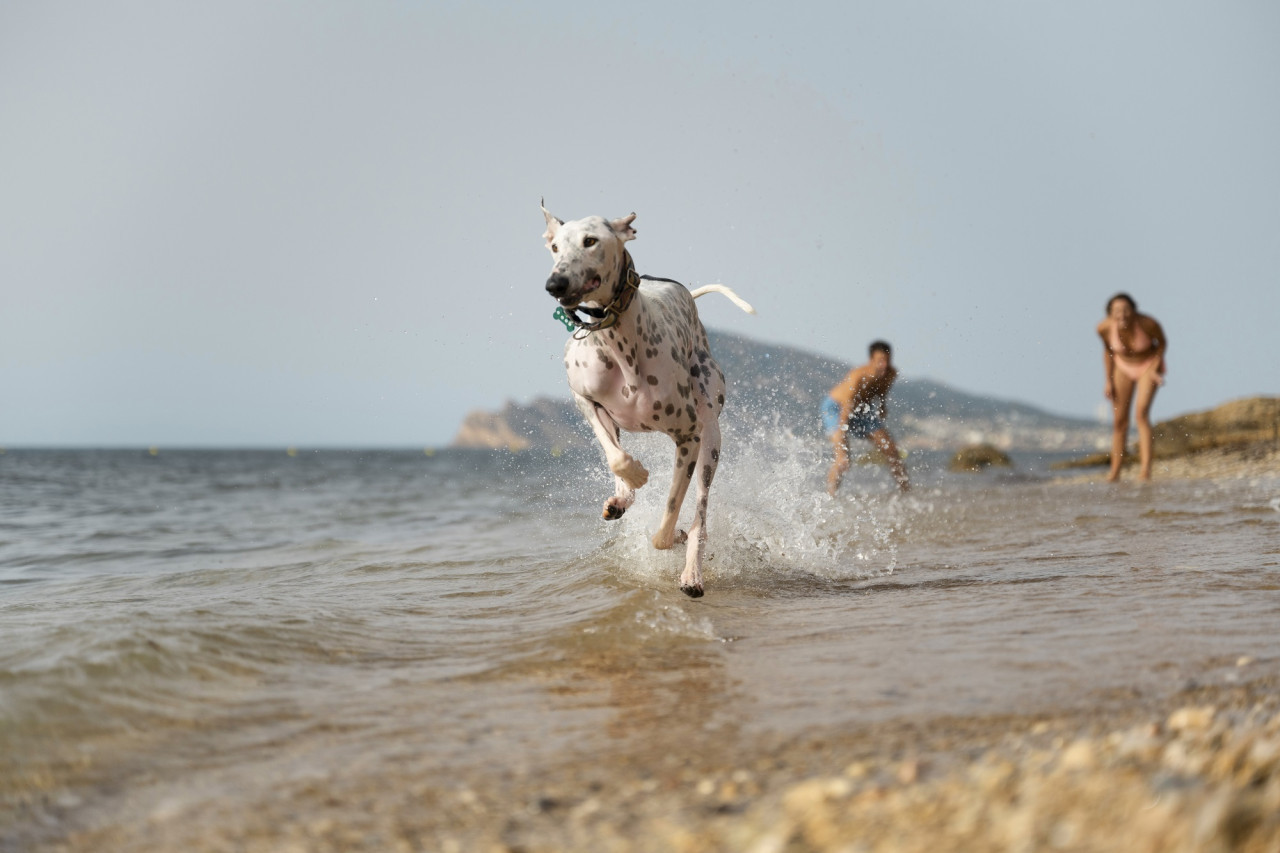 Perros, playa. Foto Freepik