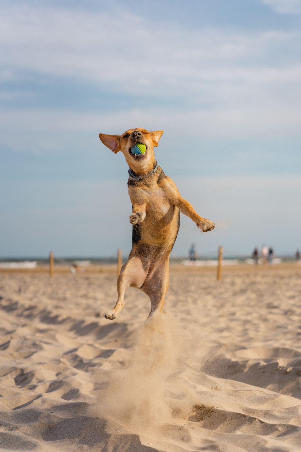 Perros, playa. Foto Freepik