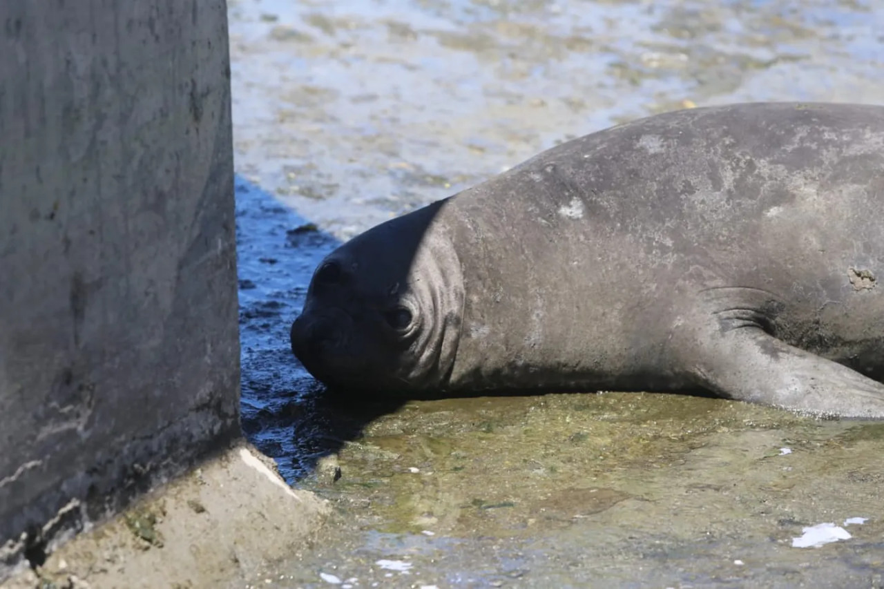 El elefante marino que fue rescatado. Foto: redes sociales.