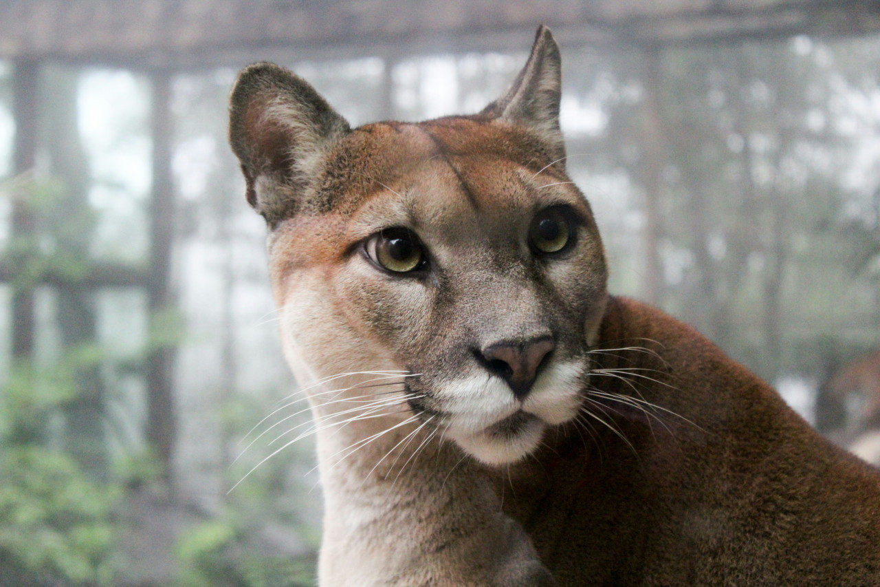 Puma andino. Foto: Unsplash.