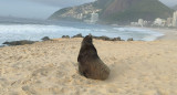 Lobo marino en Río de Janeiro. Foto: X/marcioayer