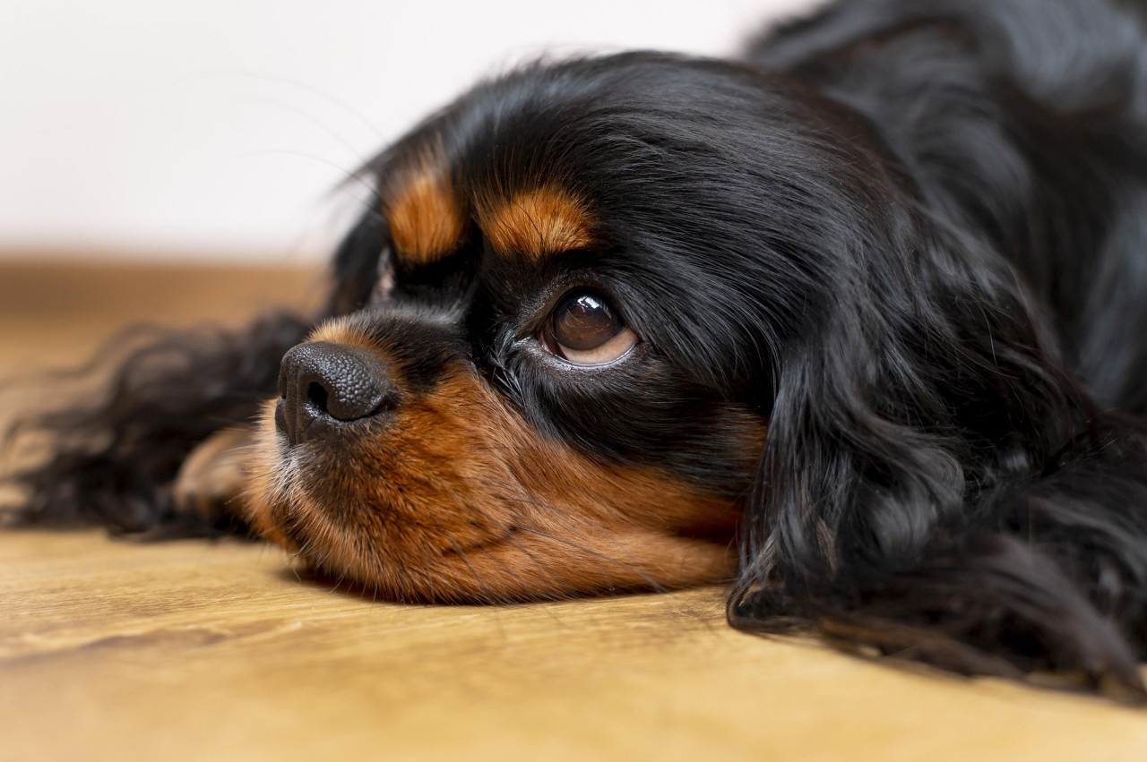 Perro, mascotas, triste, pirotecnia. Foto Unsplashpla