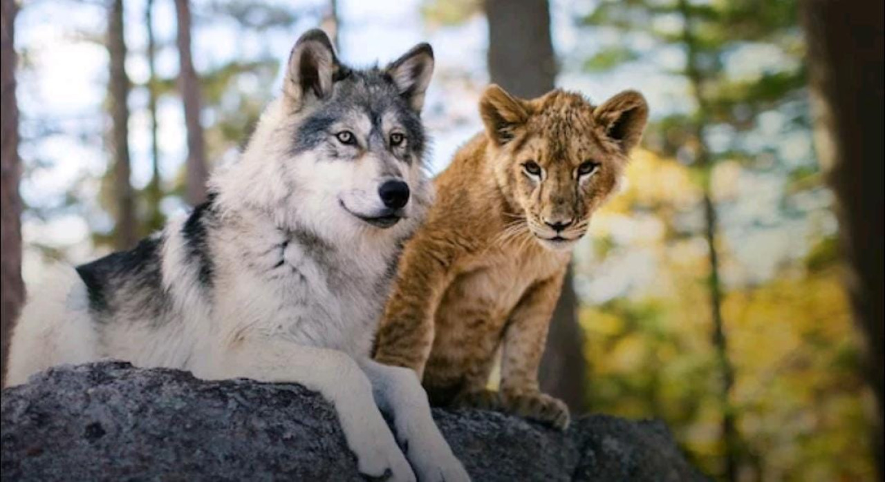 El lobo y el león. Foto: Netflix.