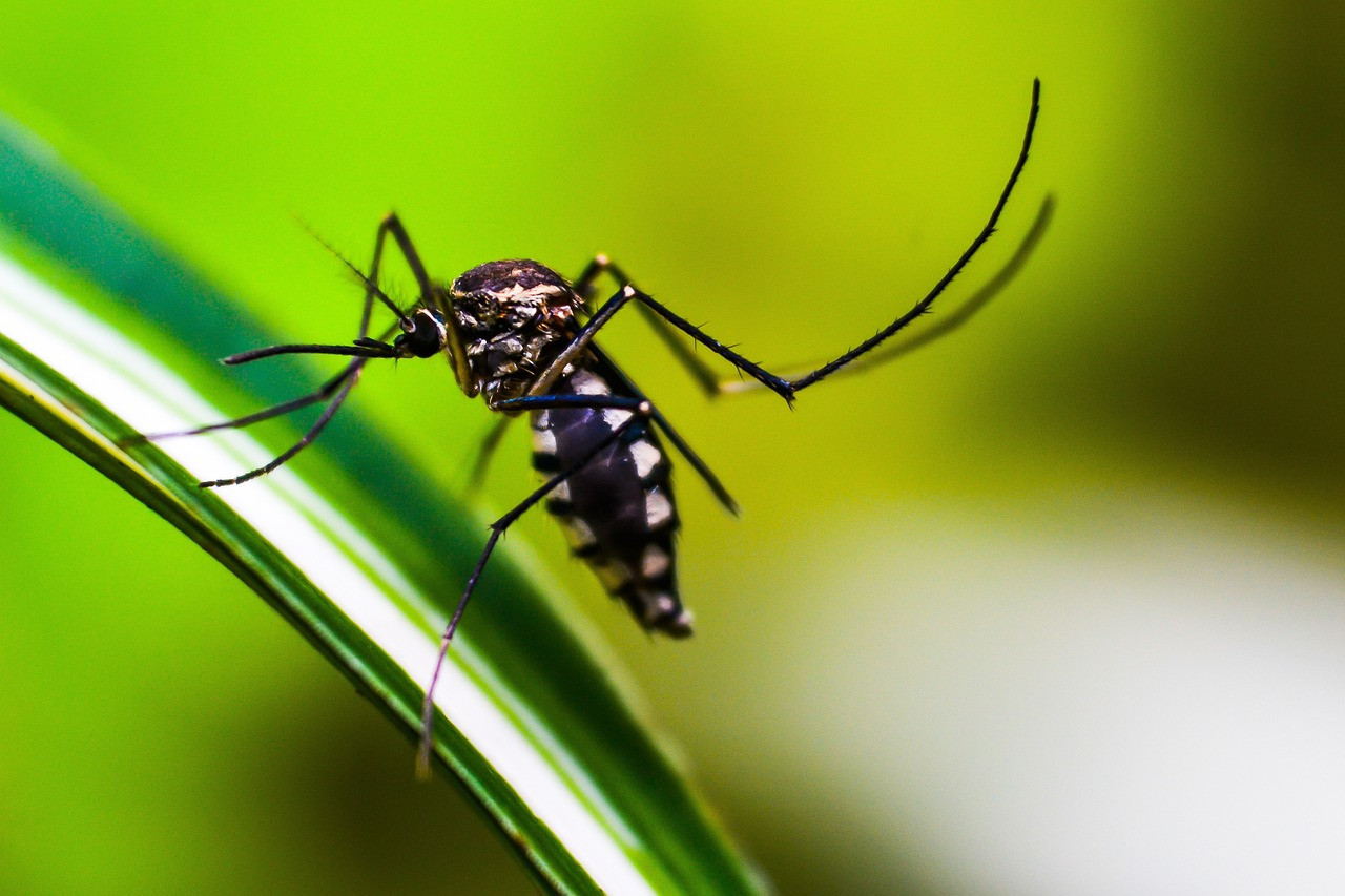 Dengue. Foto: Pixabay