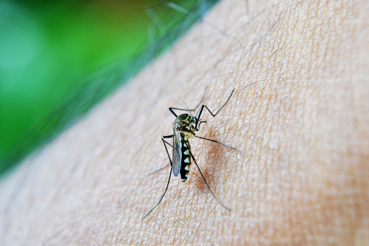 Dengue. Foto: Pixabay