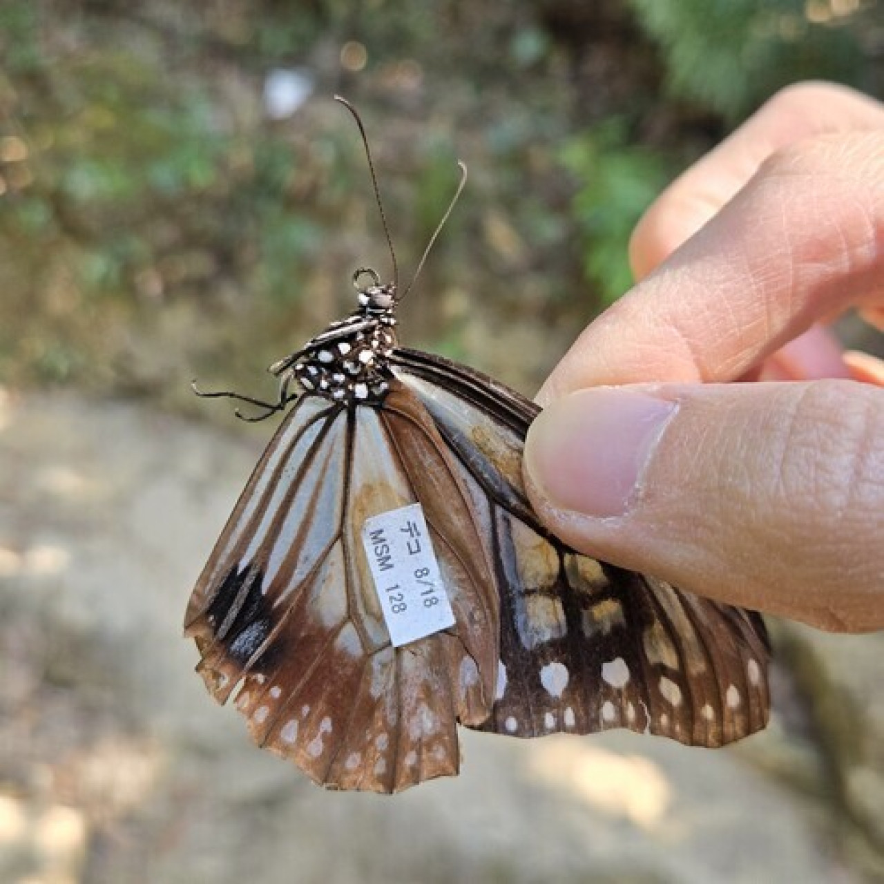 Las mariposas llevaban una etiqueta en sus alas. Foto: x HKUSBS.