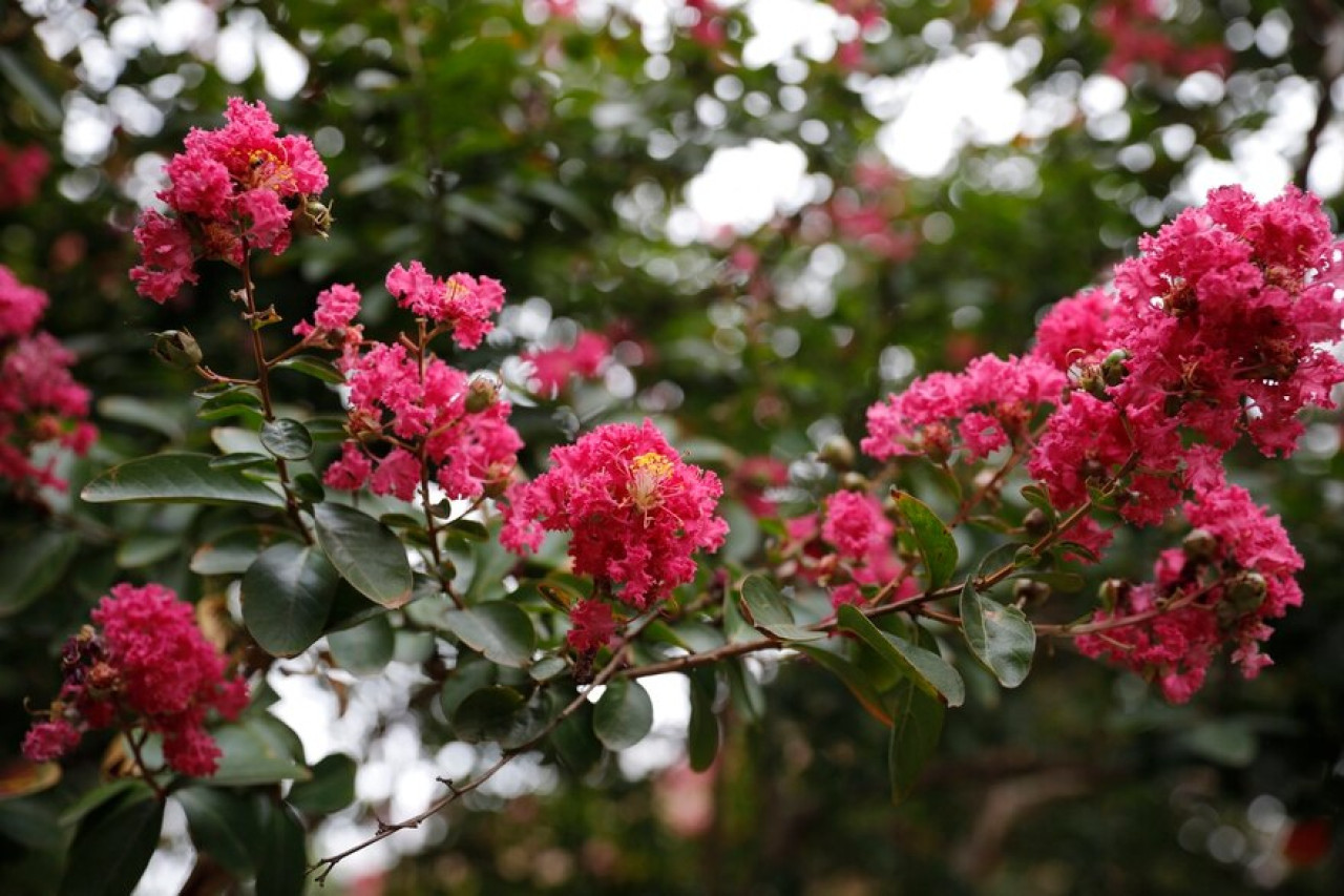 Árbol Crespón o de Júpiter. Fuente: x @BotanicoCBA