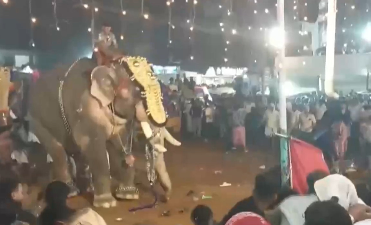 Tras embestir contra las personas, el elefante se calmó. Foto: Captura de video.