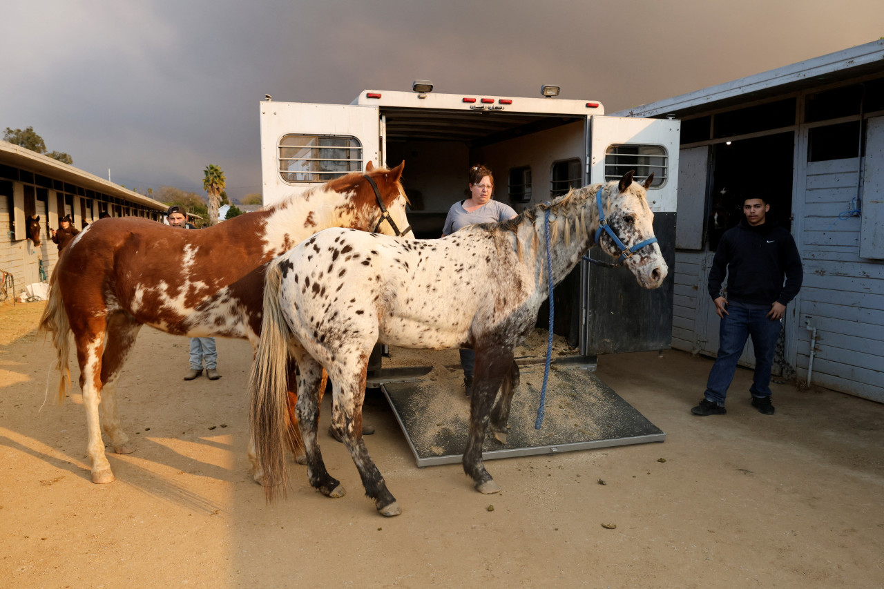 Rescate de caballos de los incendios en Los Ángeles. Foto: Reuters.