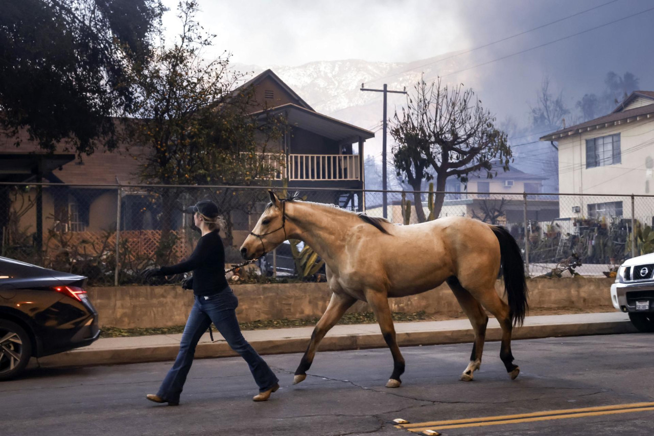 Rescate de caballos de los incendios en Los Ángeles. Foto: EFE.