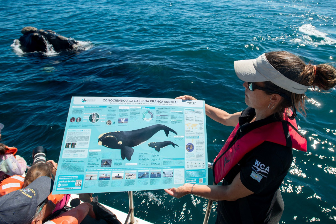 Adopción de Ballenas. Fuente: Instituto de Conservación de Ballenas (ICB)