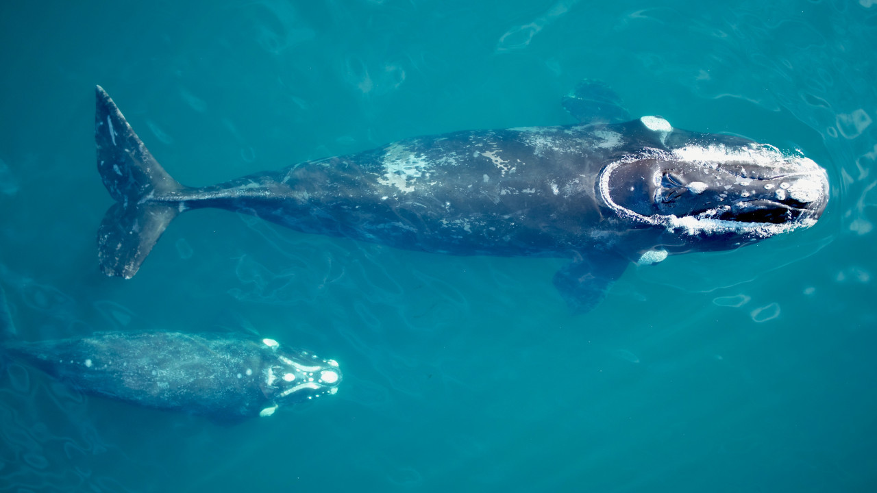 Ballenas. Fuente: Instituto de Conservación de Ballenas (ICB)