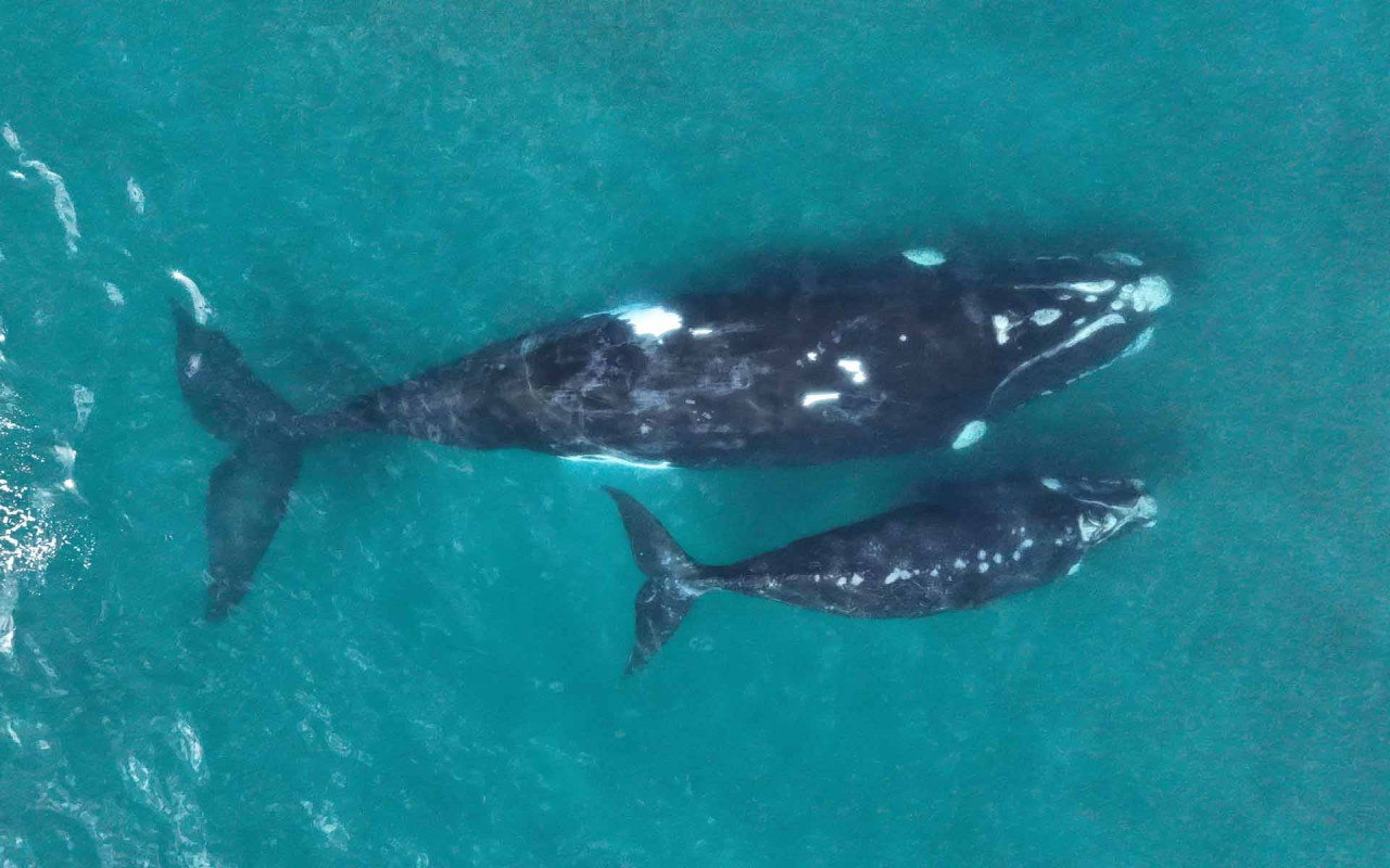 Ballenas. Fuente: Instituto de Conservación de Ballenas (ICB)