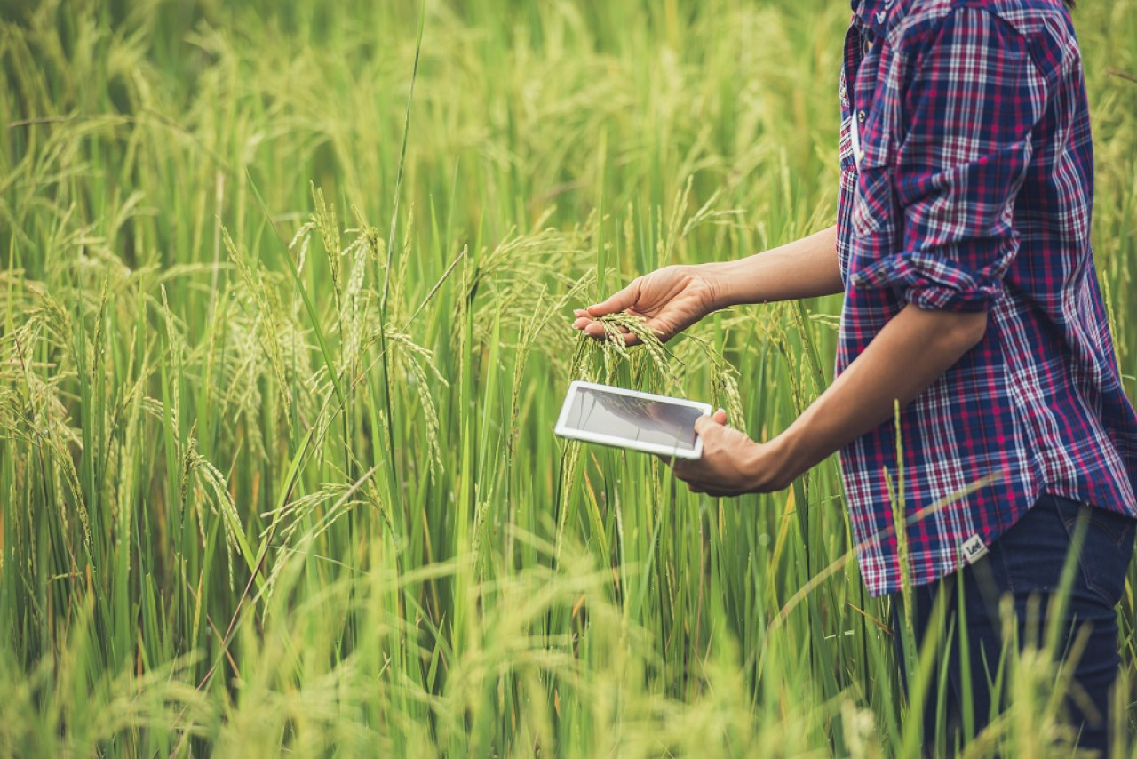 Agricultura, cosechas. Foto: Freepik.