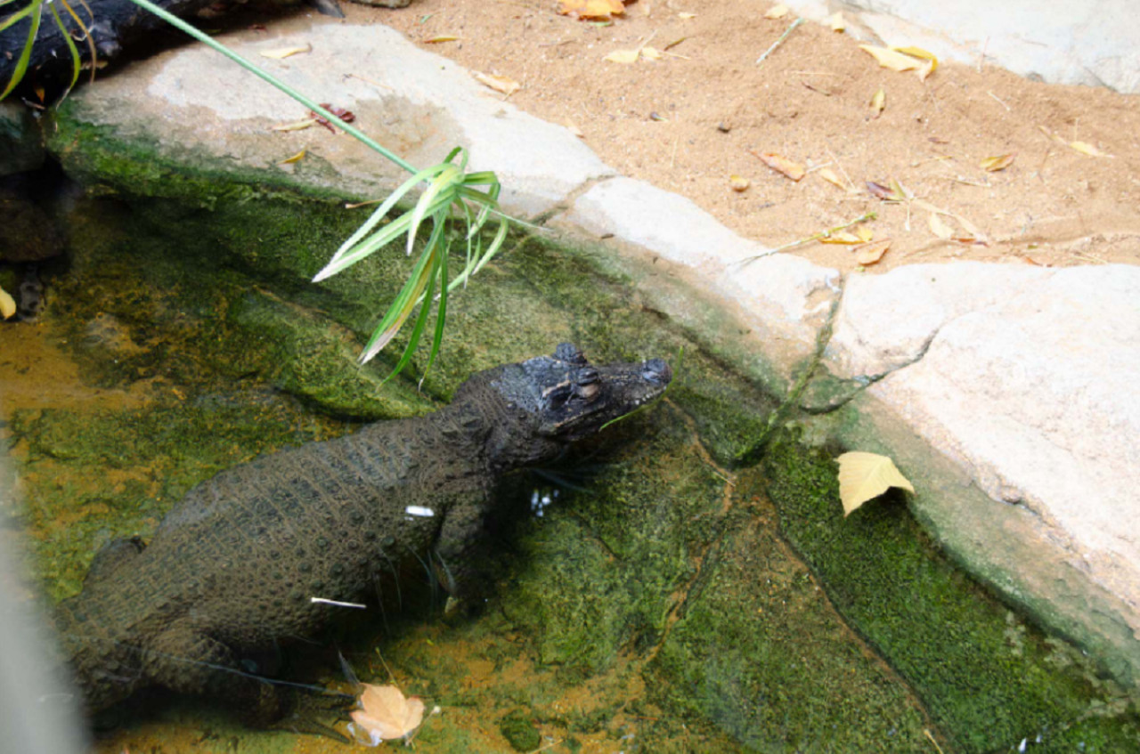 Cocodrilo enano. Foto: Noticias Argentinas.