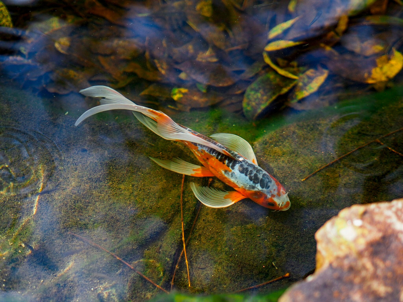 Peces medaka. Fuente: Unsplash