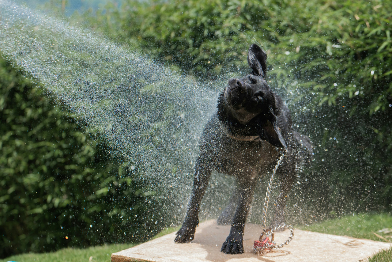 Baño, perro. Fuente: Pexels