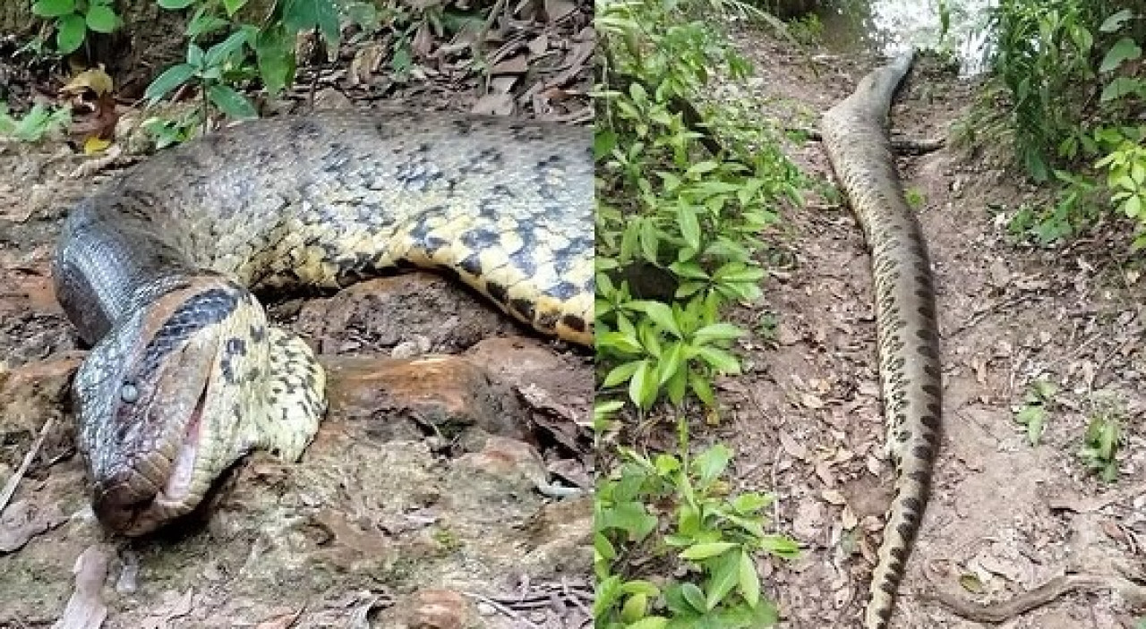 Asesinaron a la serpiente más grande del mundo. Foto: Instagram @freekvonk