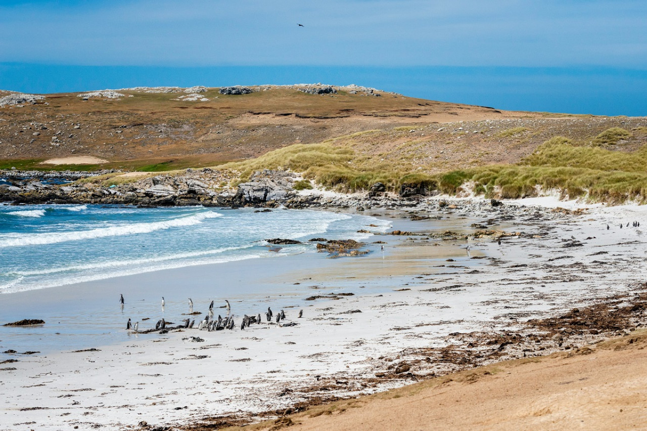 Islas Malvinas. Foto: Unsplash.