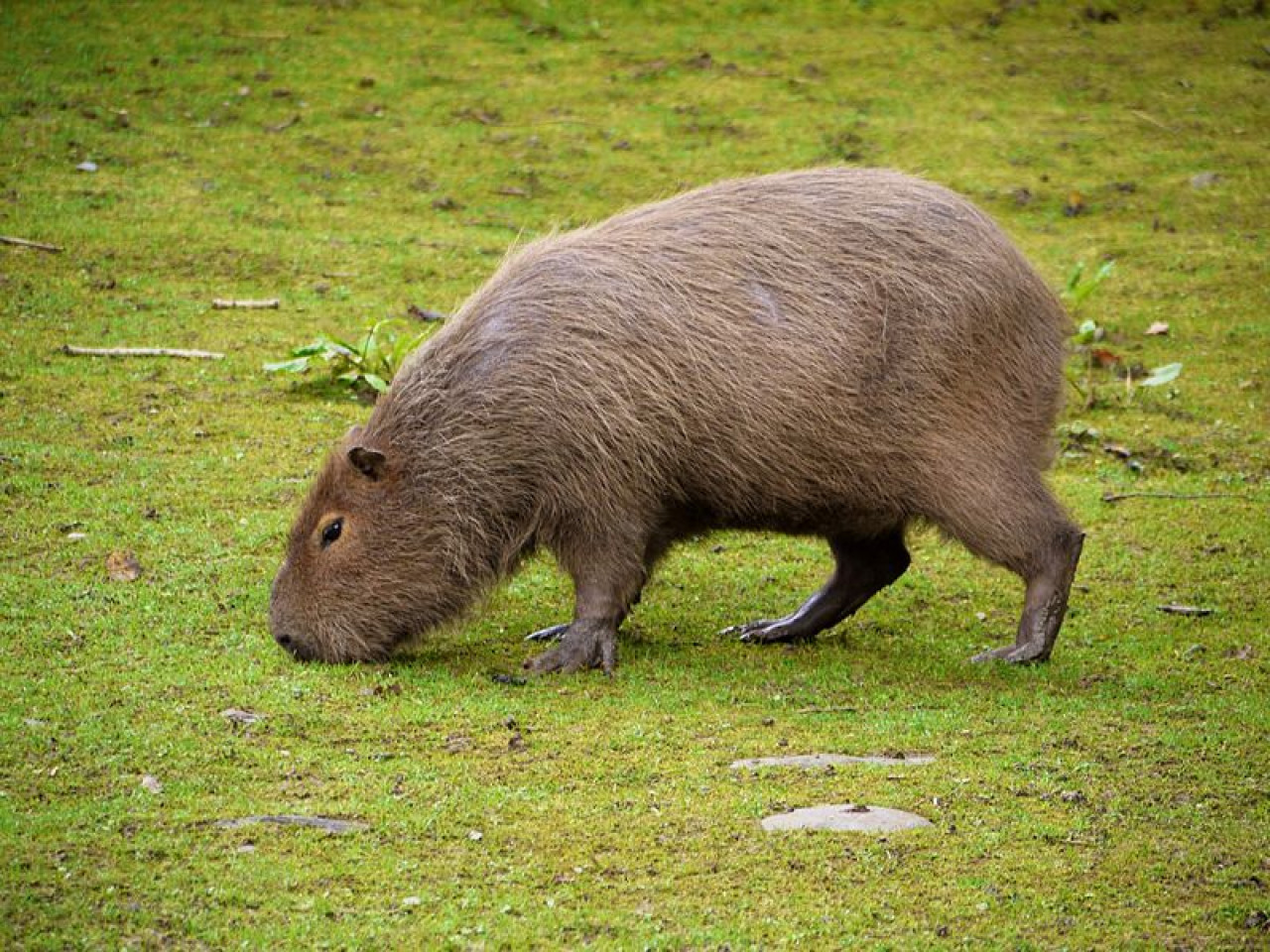 Carpincho. Foto: Wikipedia.