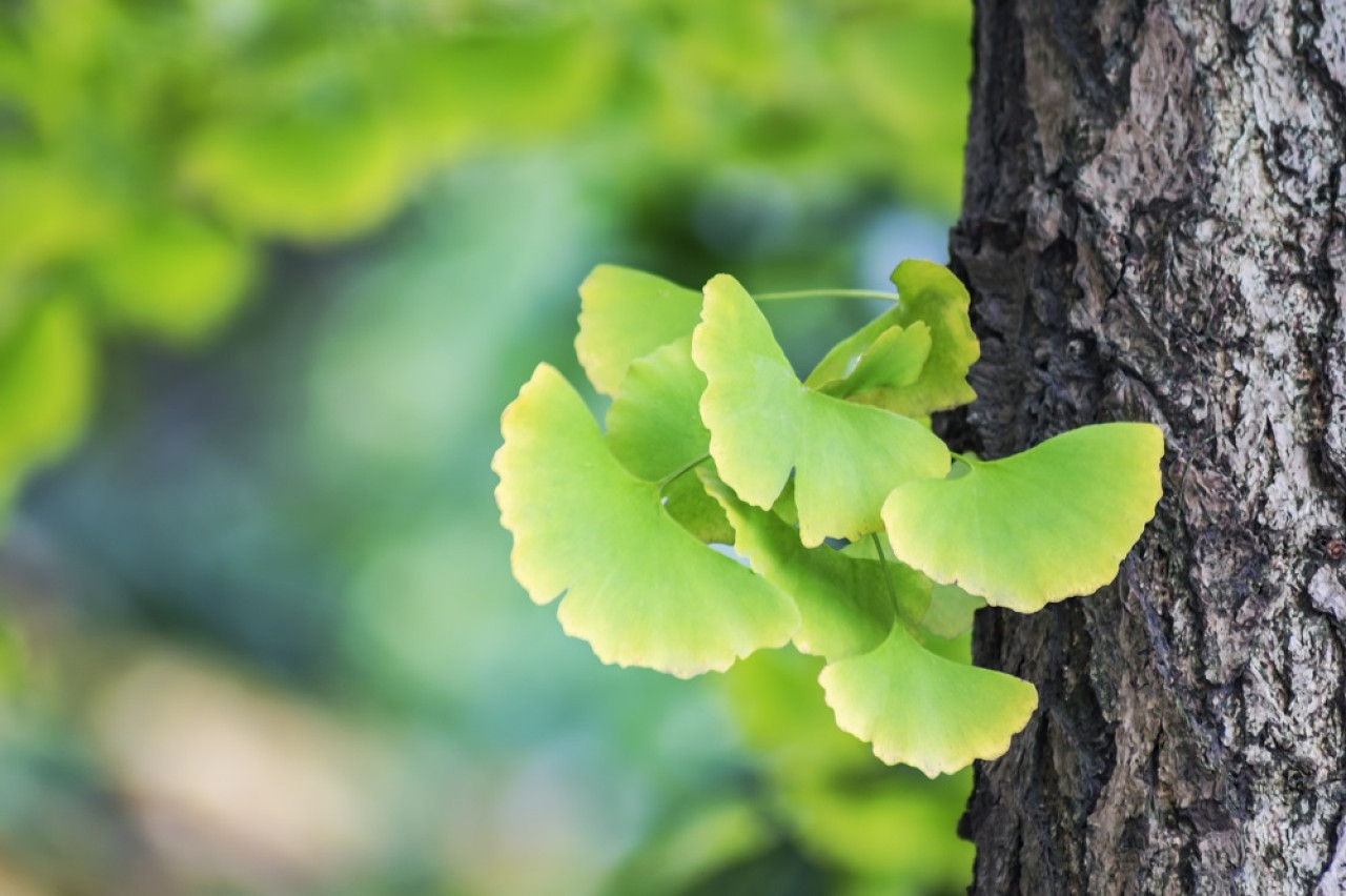 Árbol ginkgo biloba. Foto: Freepik.