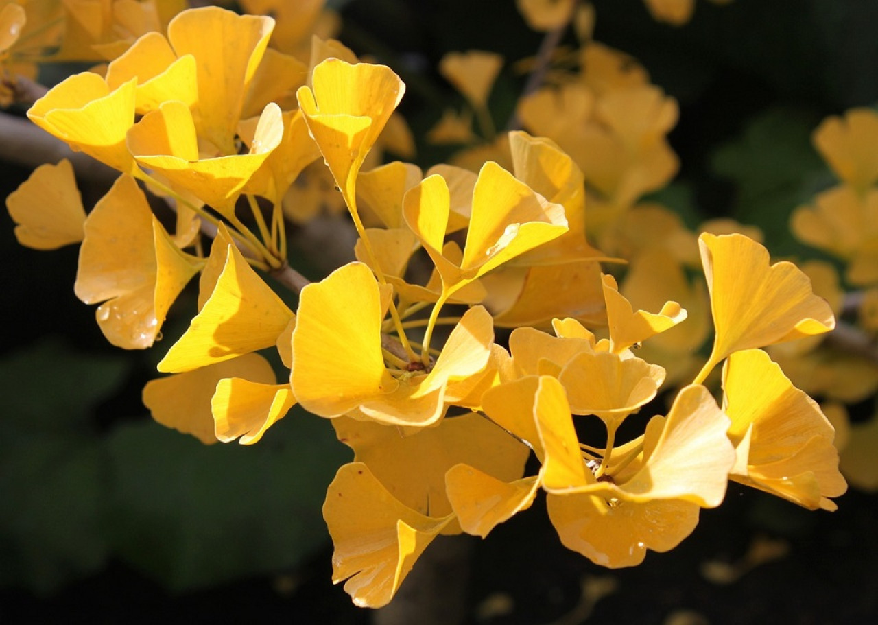 Árbol ginkgo biloba en otoño. Foto: Pixabay.