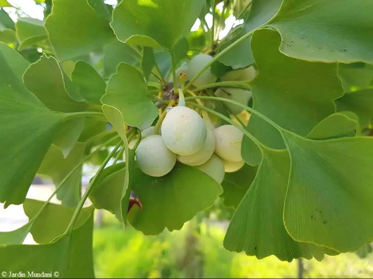 Árbol ginkgo biloba. Foto: Guía de Arbolado.