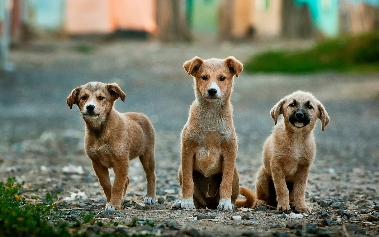 Perros callejeros. Foto: Unsplash.