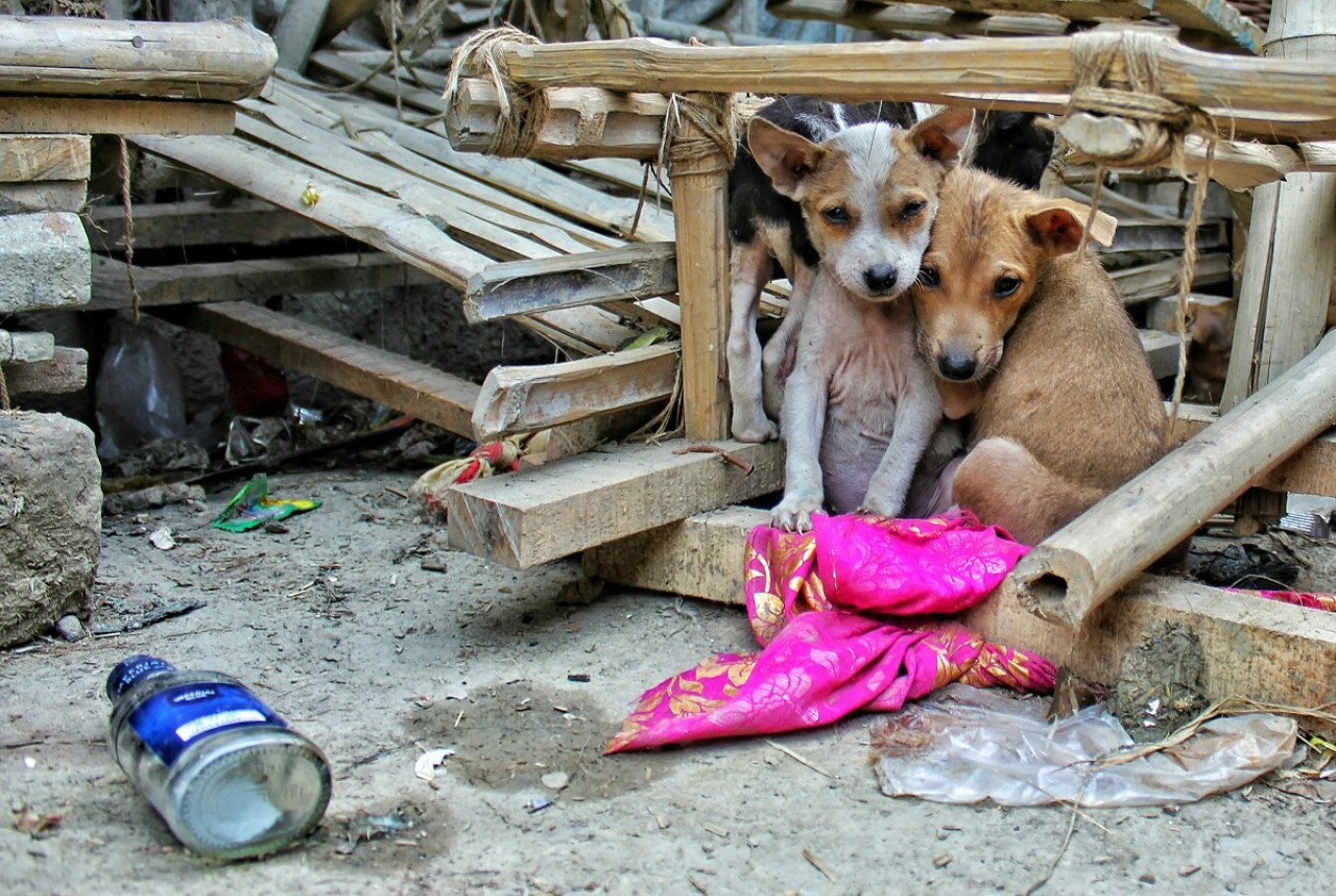 Perros callejeros. Foto: Unsplash.