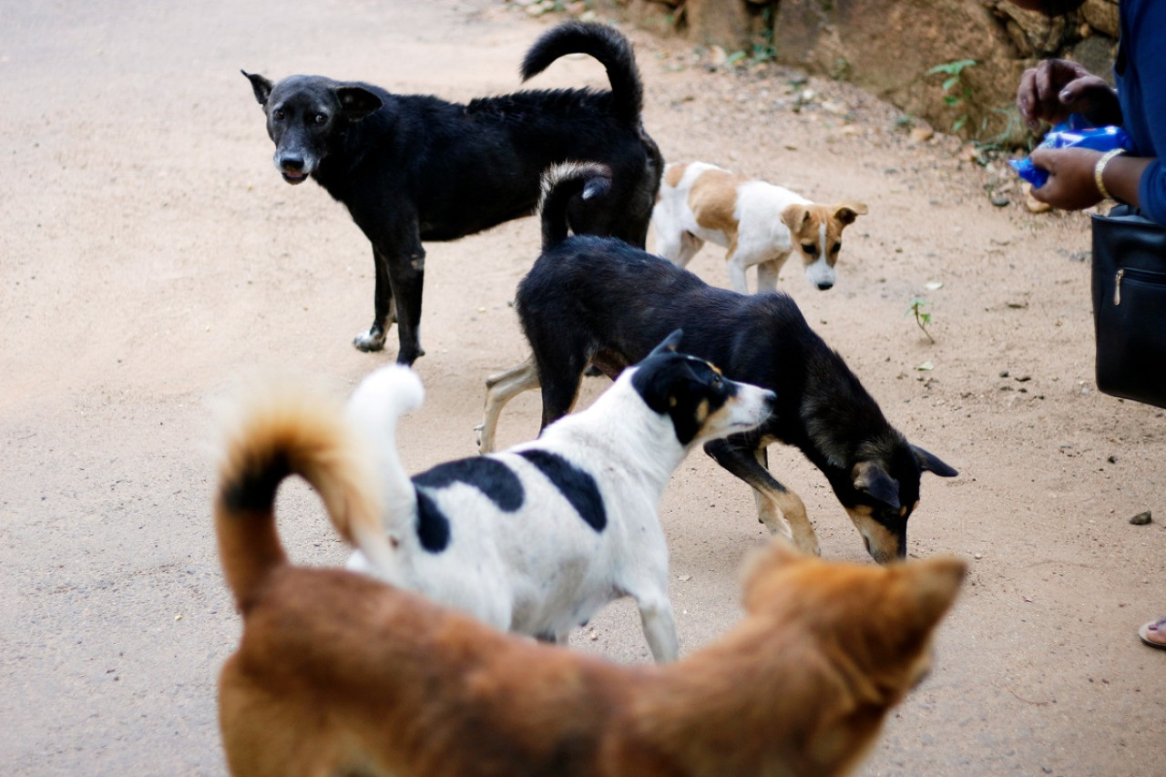 Perros callejeros. Foto: Unsplash.