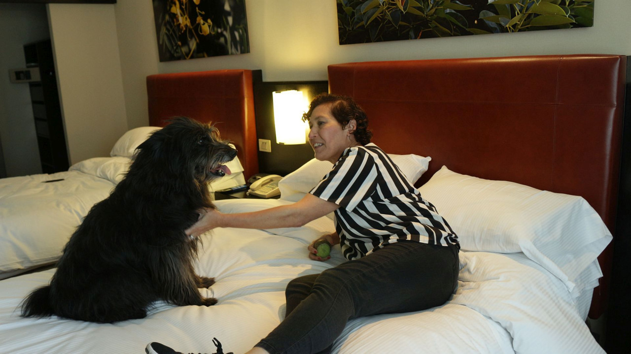 Hoteles 5 estrellas para perros: la experiencia Hilton. Foto: Aldana Córdoba Daniele: