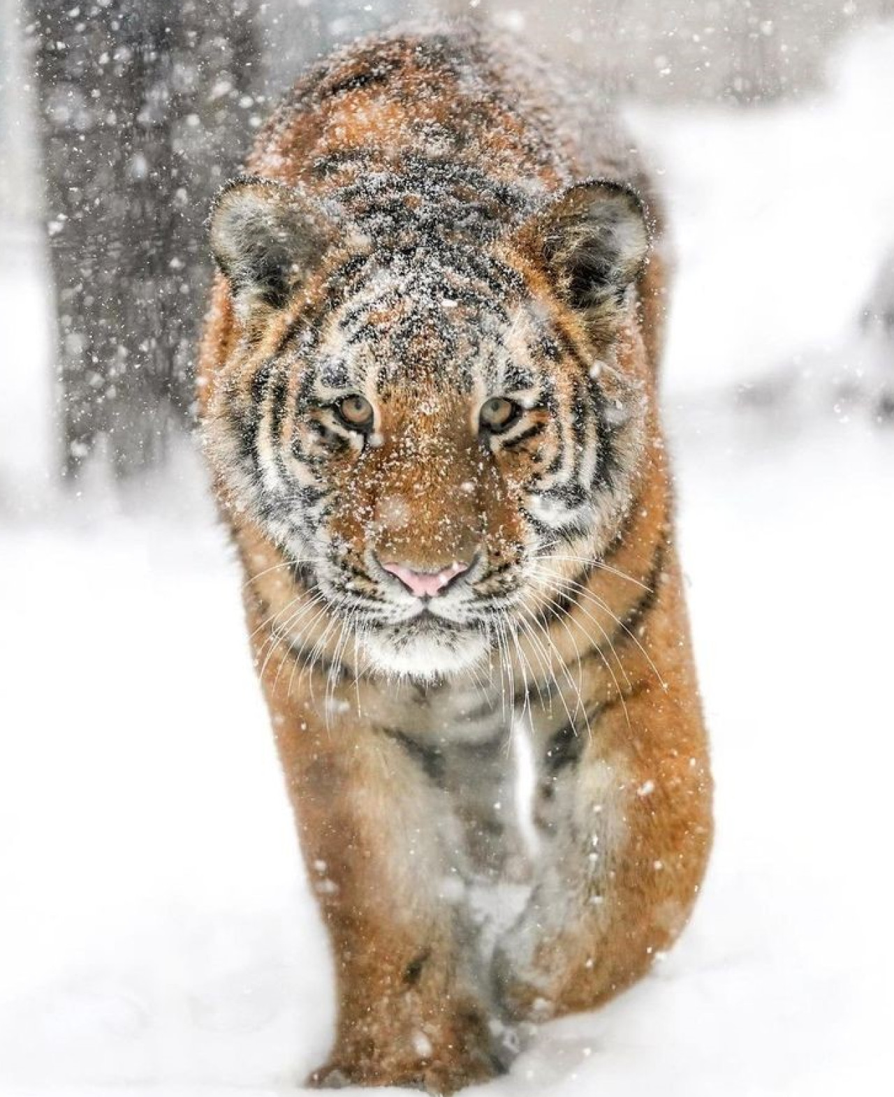 Tigre de Amur. Foto: X/@MattoneFabian.