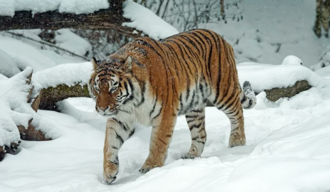 Tigre de Amur. Foto: X/@biologia_braba.