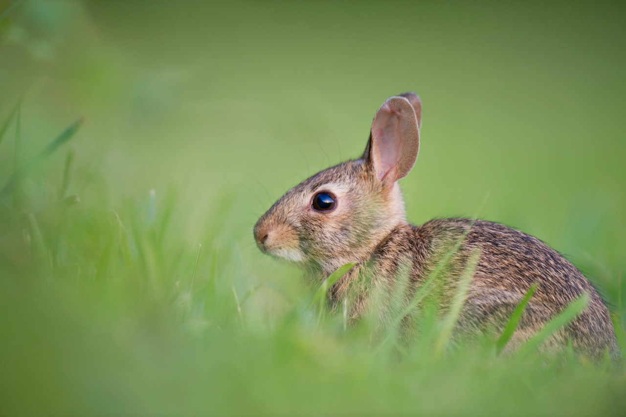 Conejo. Fuente: Unsplash