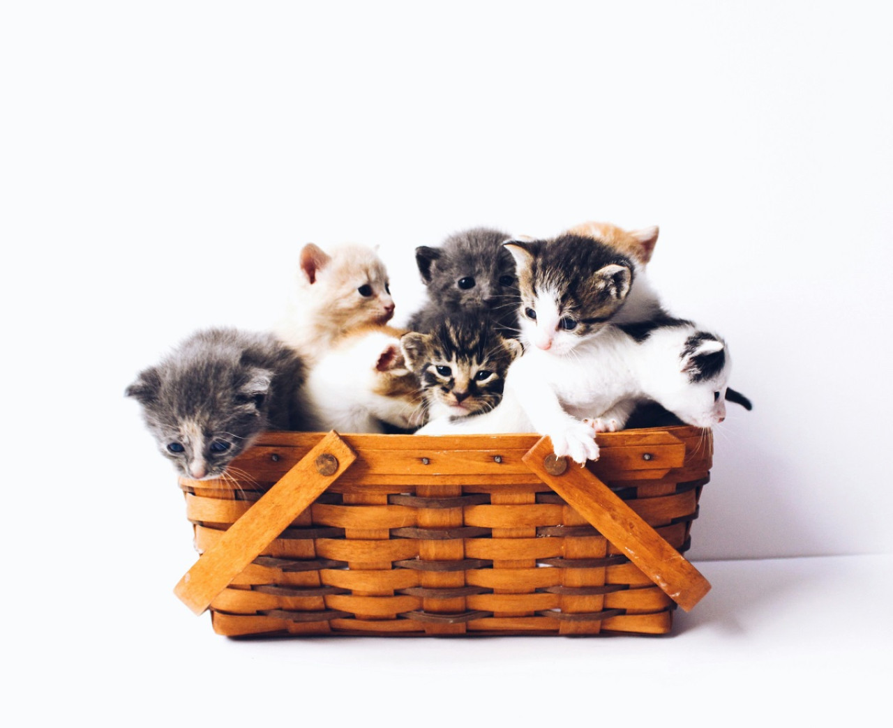 Gatos; felinos; mascotas. Foto: Unsplash.