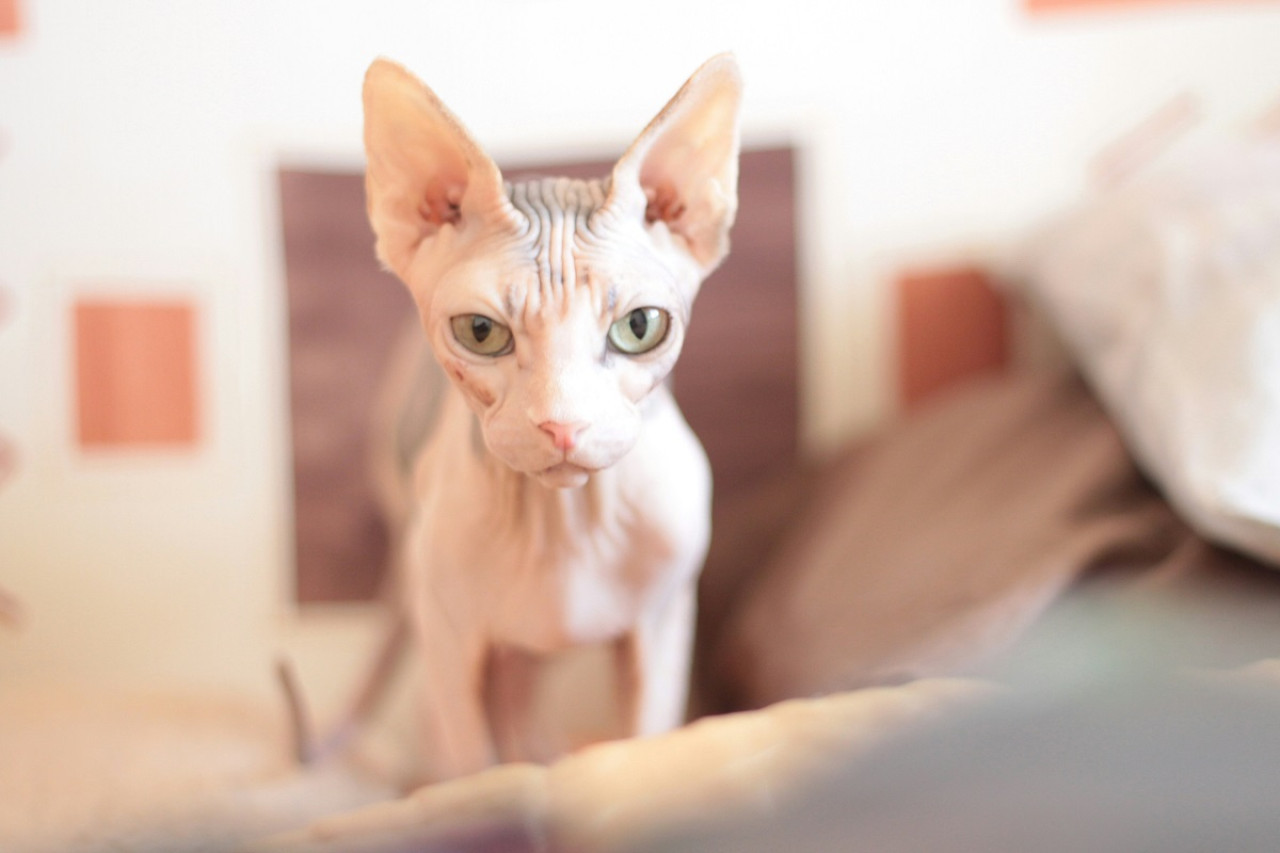 El gato sphynx. Foto: Unsplash.