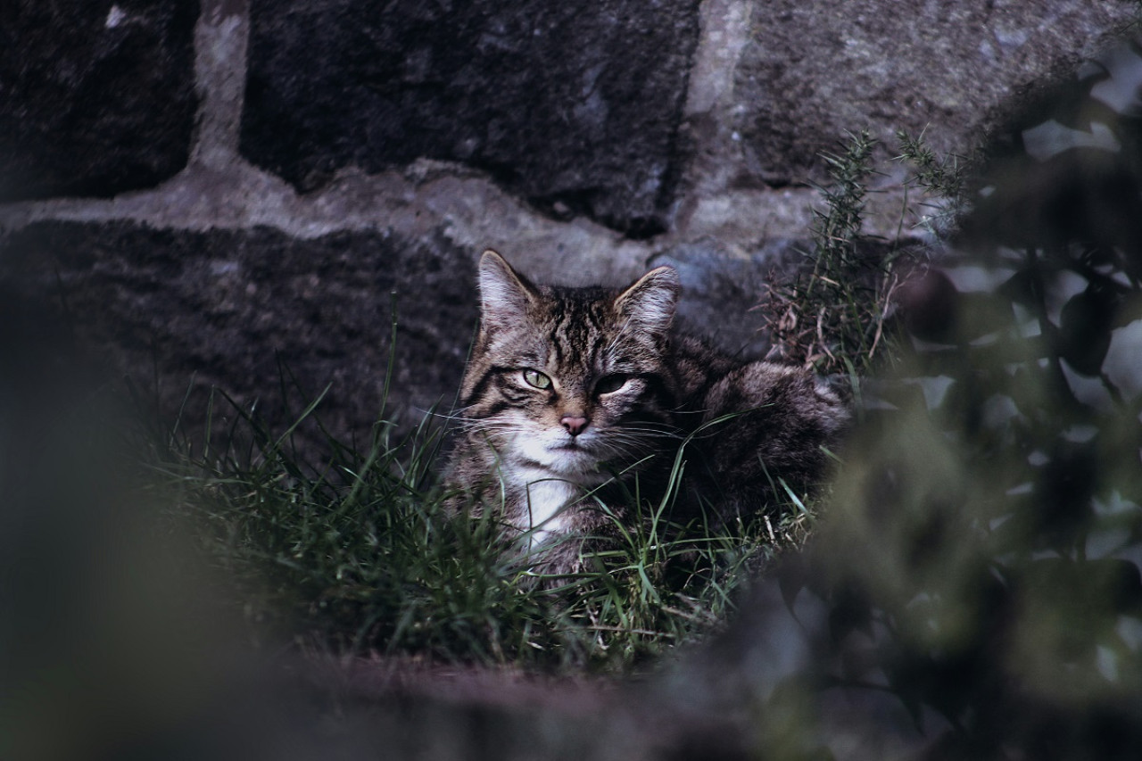 El gato montés escocés. Foto: Unsplash.