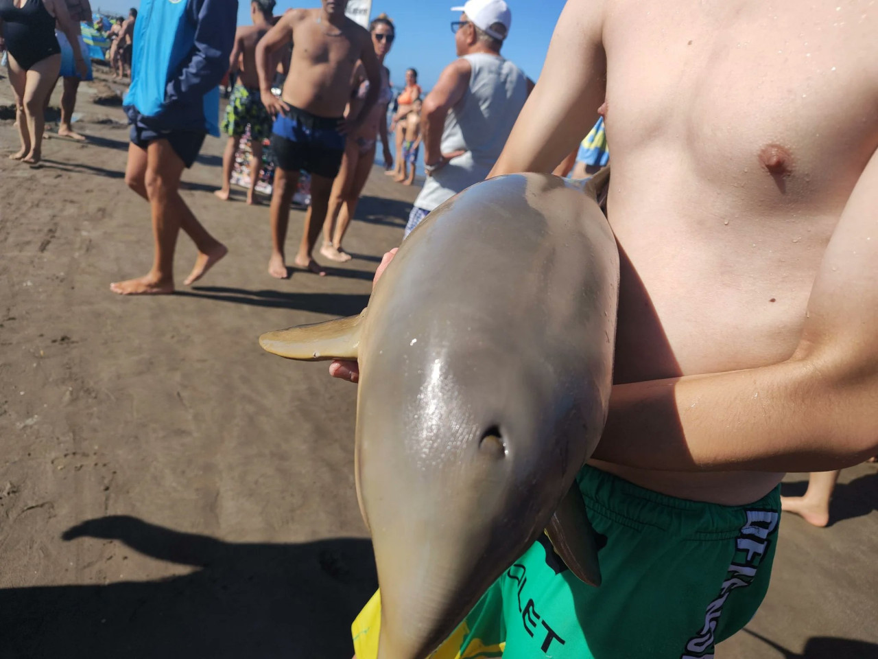 El delfín muerto en Mar del Tuyú. Foto: X @therealbuni.