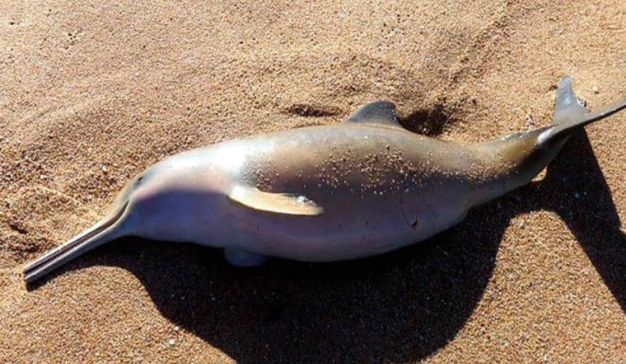 El delfín muerto en Mar del Tuyú. Foto: X @therealbuni.