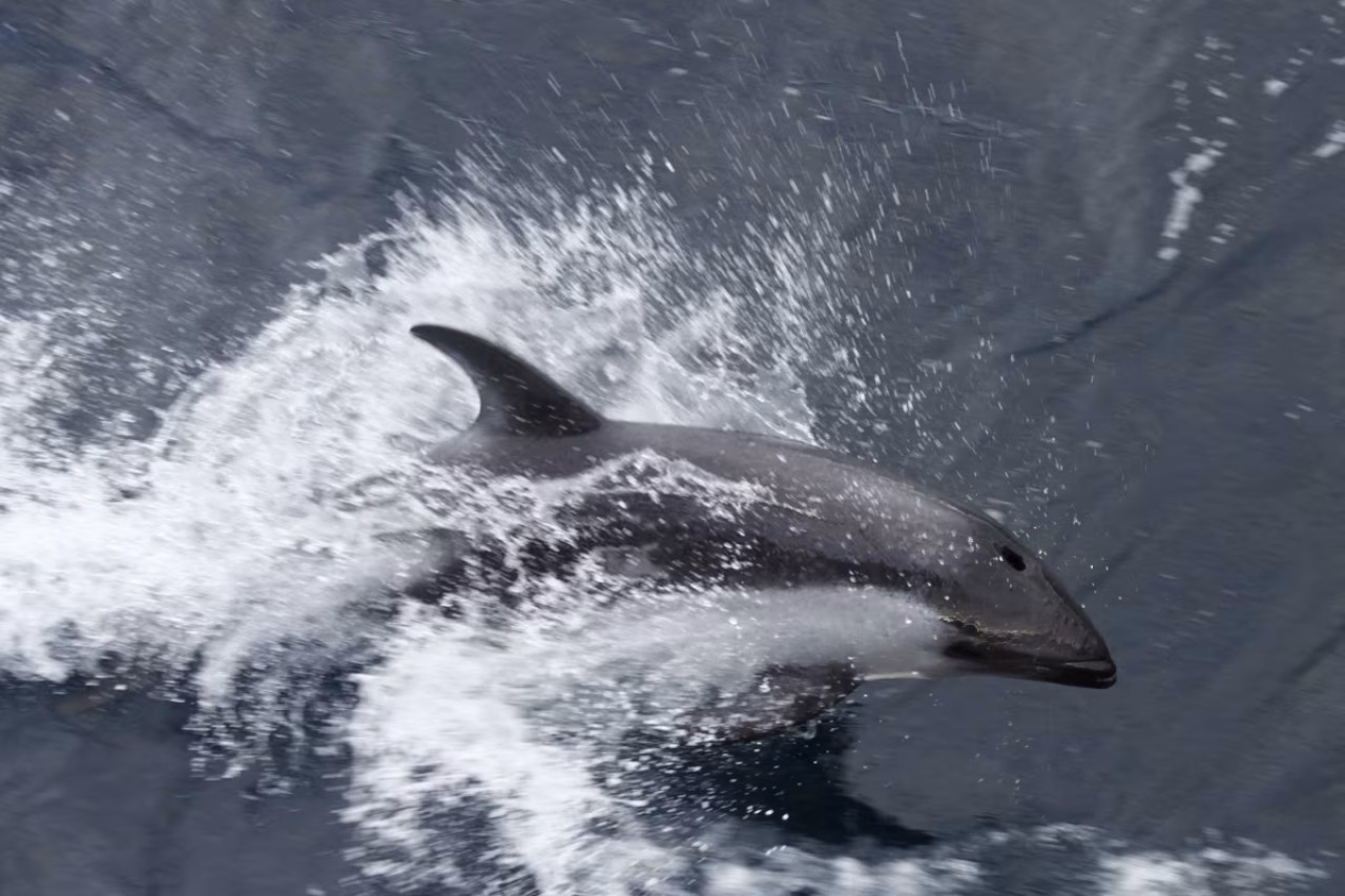 Delfín austral. Fuente: Ocean Wide