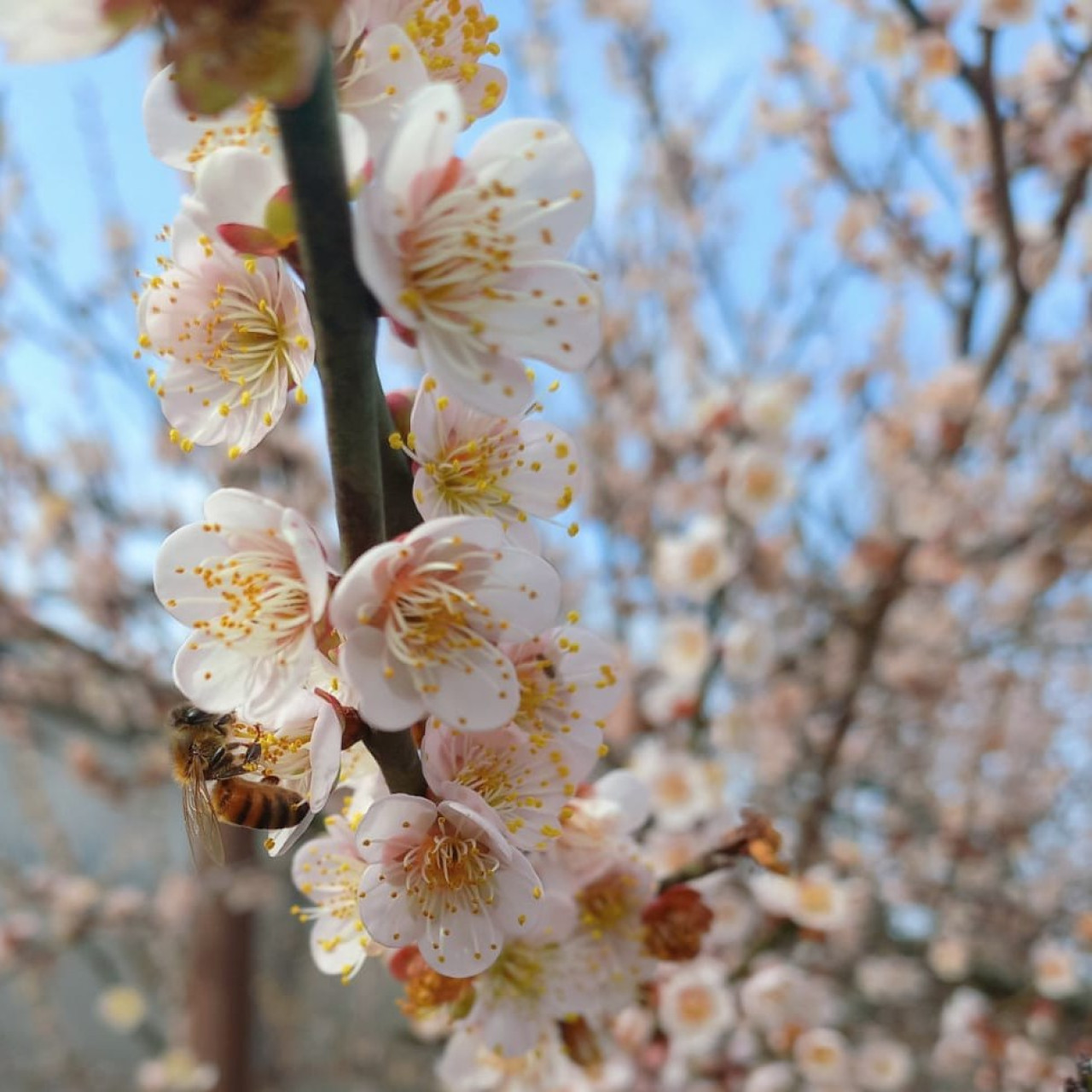 Mizujo, una encantadora aldea japonesa en Buenos Aires. Foto Instagram @mizujocampolibre_oficial