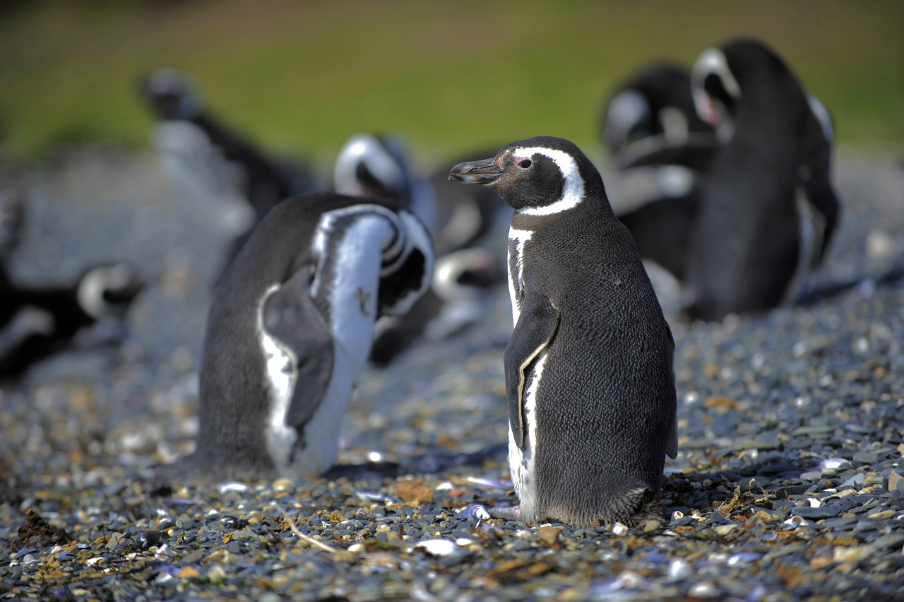 Pingüinos. Foto: findelmundo.tur.ar.