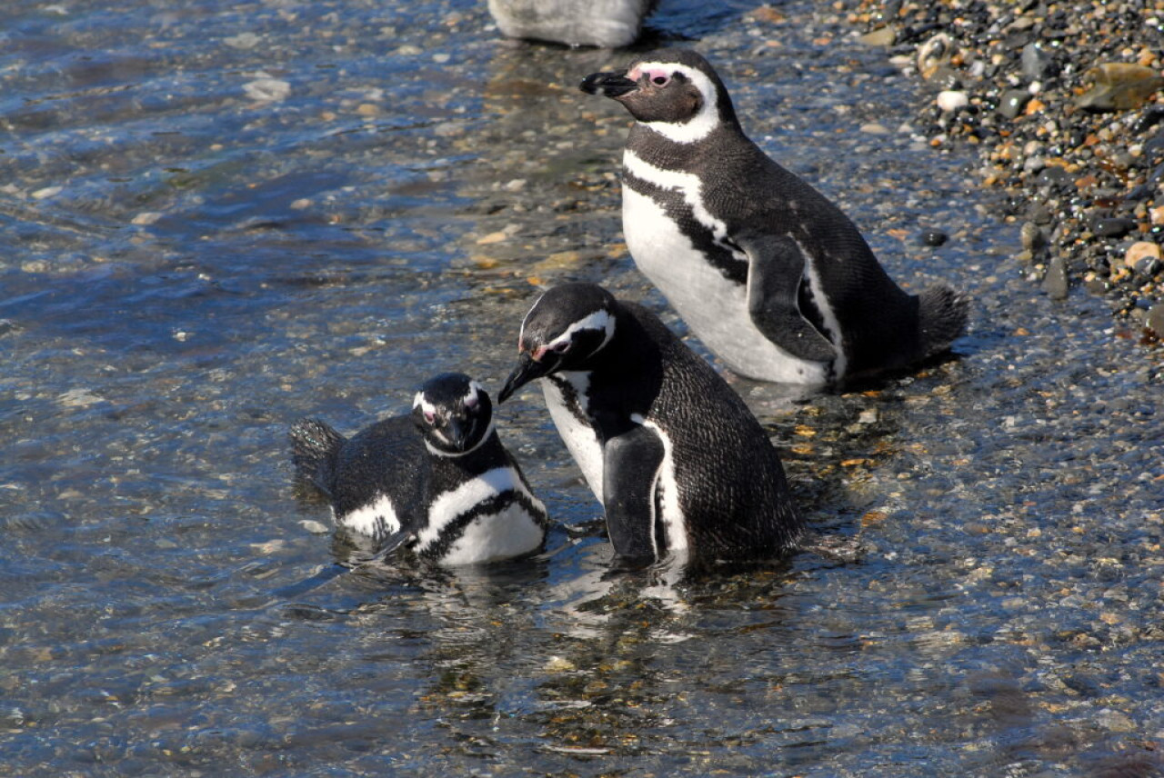 Pingüinos. Foto: Turismo Ushuaia.