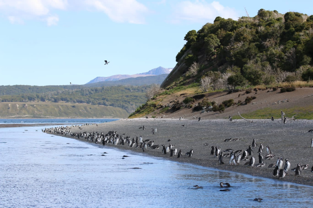 Pingüinos. Foto: Facebook / Patagonia Traveler.